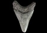 Juvenile Megalodon Tooth - South Carolina #74249-1